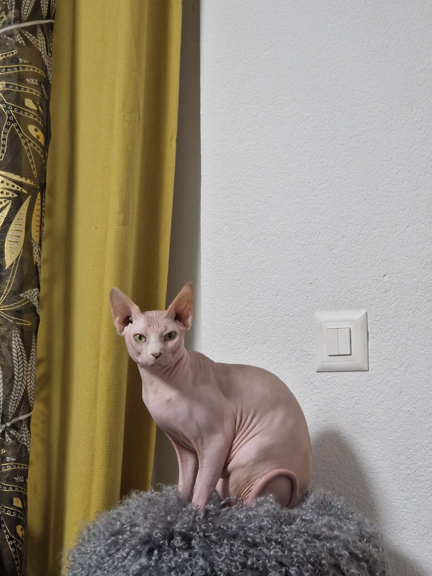 Portrait de Sphynx