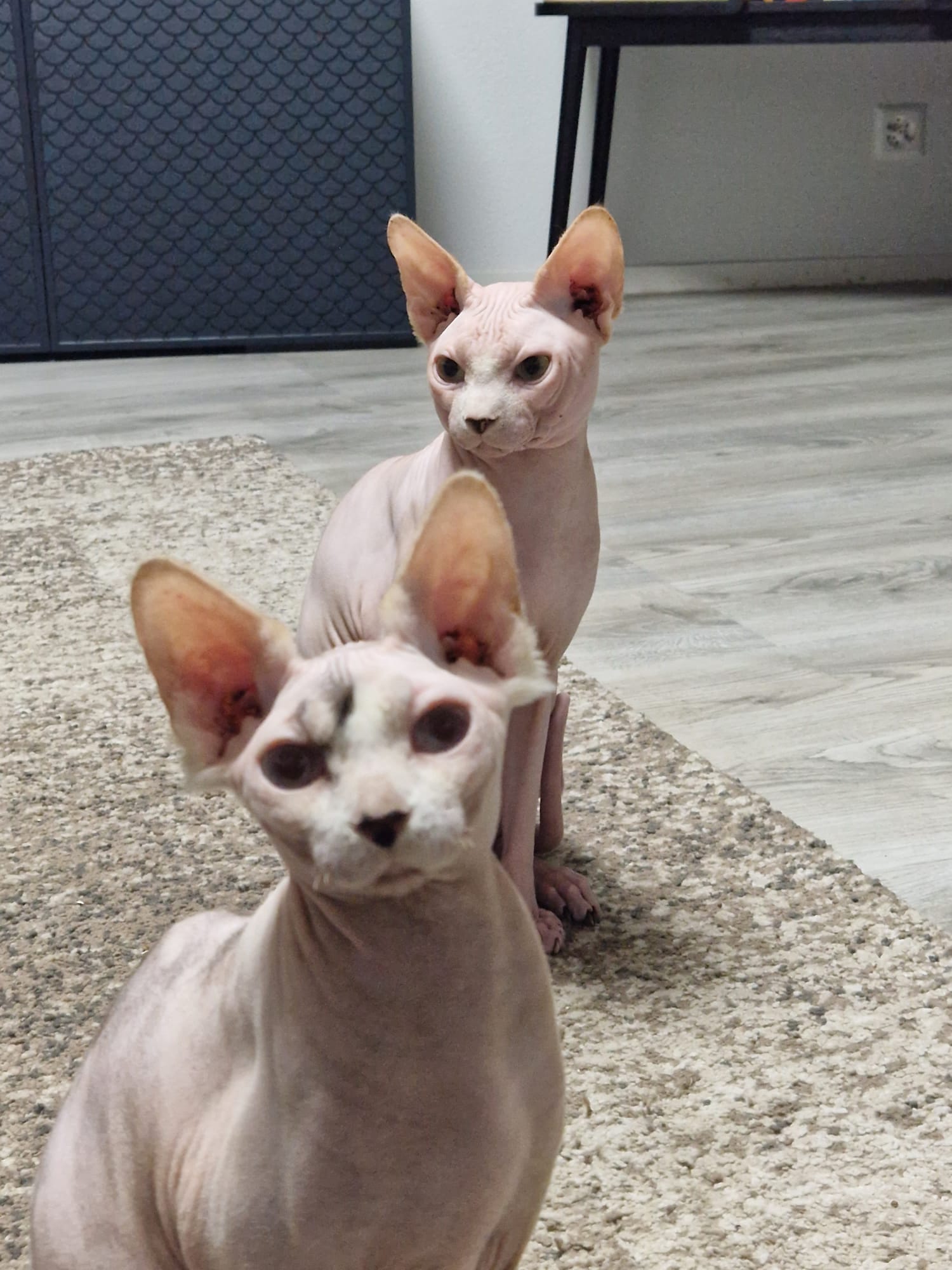 Utopia et Ubuntu, mes deux Sphynx